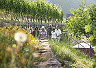 Gruppe geht durch die Weinberge spazieren