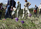 Gruppe wandert durch Landschaft, im Vordergrund Gras mit lila Blumen
