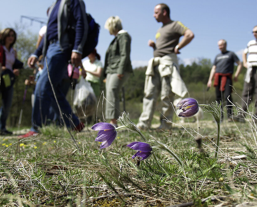Gruppe wandert durch Landschaft, im Vordergrund Gras mit lila Blumen