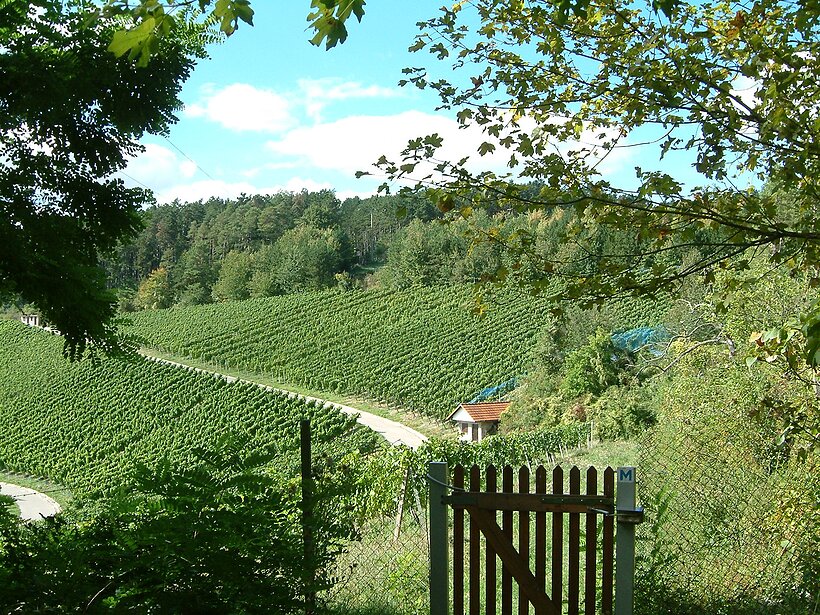 Wald und Weinberge mit zwei Wegen im Hintergrund, im Vordergrund, geöffnetes Holzgatter, Äste umrahmen das Foto rechts und links