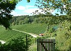 Wald und Weinberge mit zwei Wegen im Hintergrund, im Vordergrund, geöffnetes Holzgatter, Äste umrahmen das Foto rechts und links