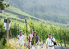 Vier Personen wandernd  inmitten von Weinbergen, gelbe Pflanzen im Vordergrund