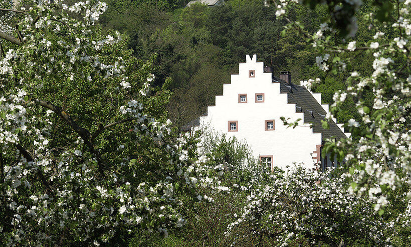 Weiße Treppengiebelseite eines Hauses oder Schlösschens inmitten von leuchtendem glitzernden grünen  Laub