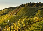 Weinberge in herbstlichen Farben - gelb und grün