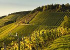 Weinlage Stettener Stein Foto Holger Leue Weinberge in herbstlichen Farben - gelb und grün