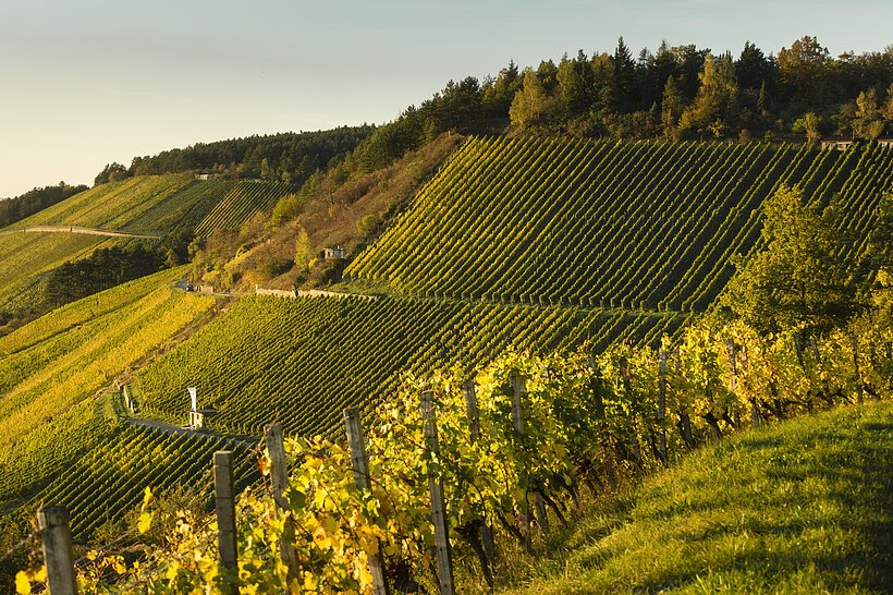 Weinberge in herbstlichen Farben - gelb und gr&uuml;n