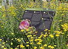 Informationstafel halbliegend in Wiese mit vielen gelben Blümchen