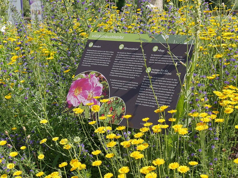 NaturSchauGarten Himmelstadt / Foto: Saskia Nicolai Informationstafel halbliegend in Wiese mit vielen gelben Blümchen
